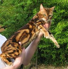 Bengal kittens London